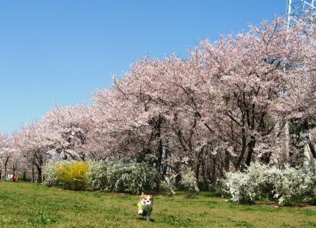 桜草公園へ行ってきました～♪_f0155118_785844.jpg