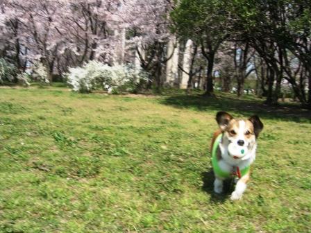 桜草公園へ行ってきました～♪_f0155118_79859.jpg