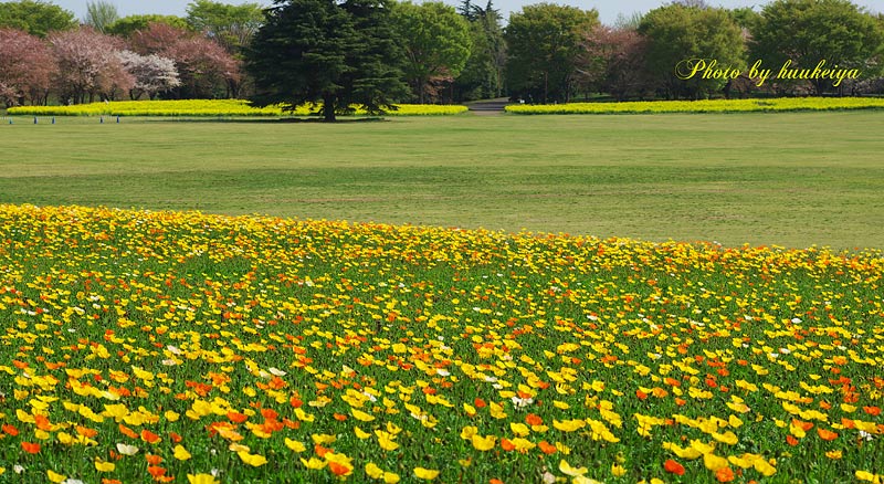 花の昭和記念公園_f0035323_8301095.jpg