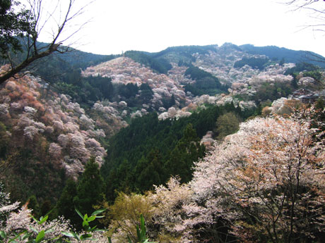 吉野山の桜_f0038727_13591544.jpg