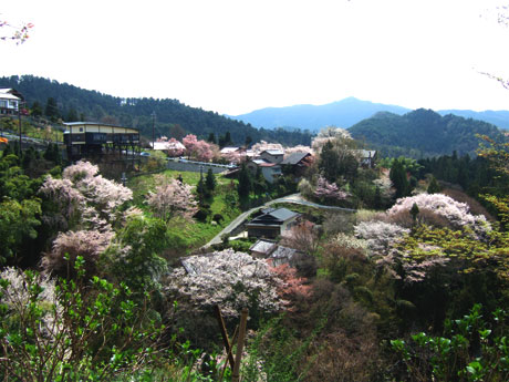 吉野山の桜_f0038727_14424758.jpg