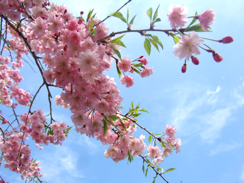 花の綺麗な季節になりました。_b0013735_23184219.jpg