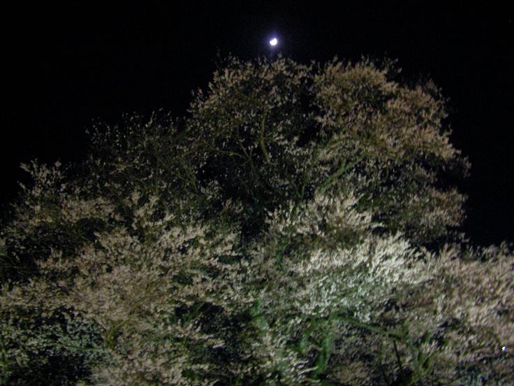 c0081535_4522094.jpg