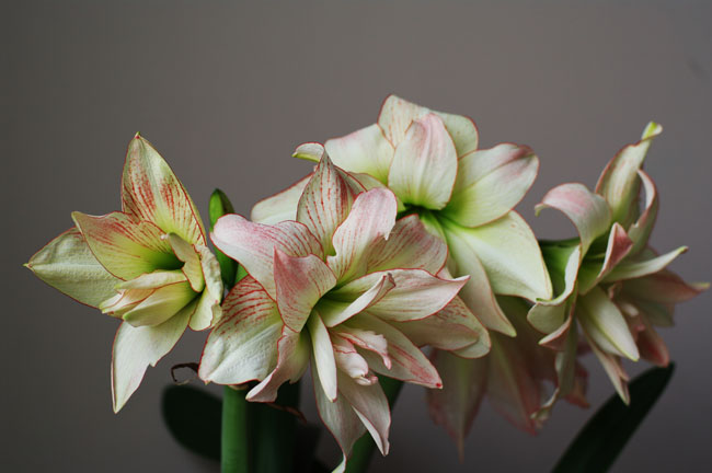 amaryllis_f0149442_2147772.jpg