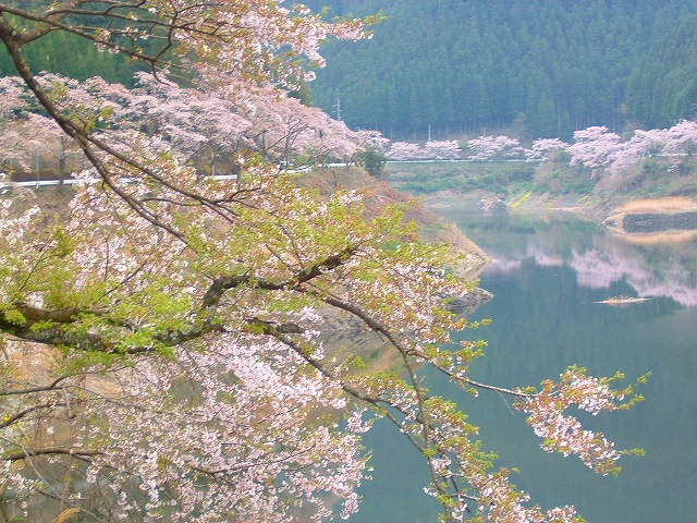 名残の桜　日向神ダム（福岡県矢部村）_f0106843_14155724.jpg