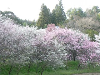 花の寺_f0019247_22455560.jpg
