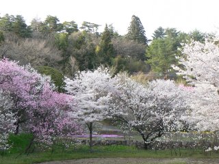 花の寺_f0019247_22473581.jpg