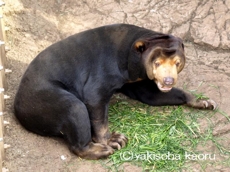 マレーグマ（上野動物園）_f0097047_16380100.jpg