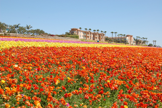 カールスバットのお花畑 2008/4/12 晴れ_d0114149_9344157.jpg