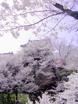 上田城千本桜_a0089450_23102395.jpg
