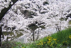 上田城千本桜_a0089450_23113086.jpg