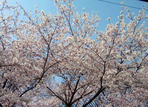 上田城千本桜_a0089450_23175274.jpg