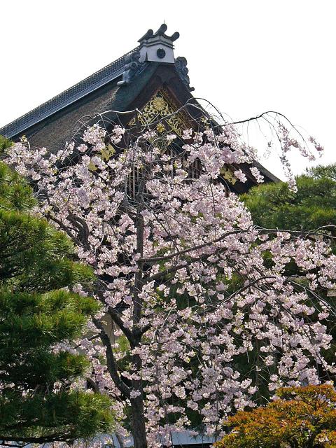 京都御所春季一般公開（１１）御所の桜_b0063958_20161878.jpg