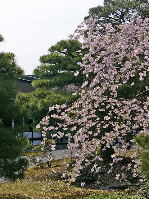 京都御所春季一般公開（１１）御所の桜_b0063958_2016266.jpg