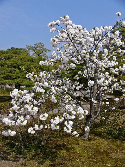 京都御所春季一般公開（１１）御所の桜_b0063958_20163384.jpg