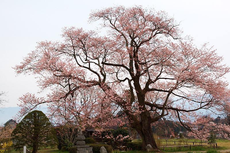 2008桜-31・32・33・34・35・36・37_c0101558_21553063.jpg