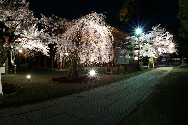 夜桜_c0071061_23374413.jpg