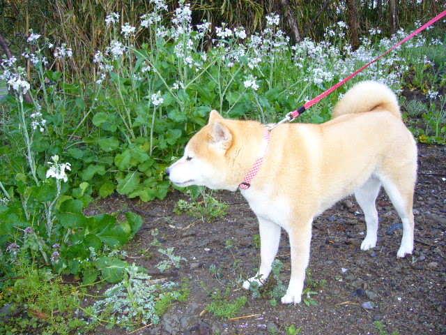 2008年4月15日(火)ワンコがいっぱい!_f0060461_2028235.jpg