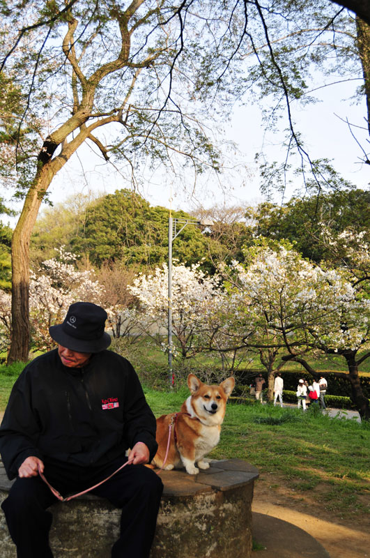 桜と水、ボート、夕陽、人々、アデュー2008千鳥ヶ淵の桜✿ฺ´☆`✿ฺ_a0031363_1523240.jpg