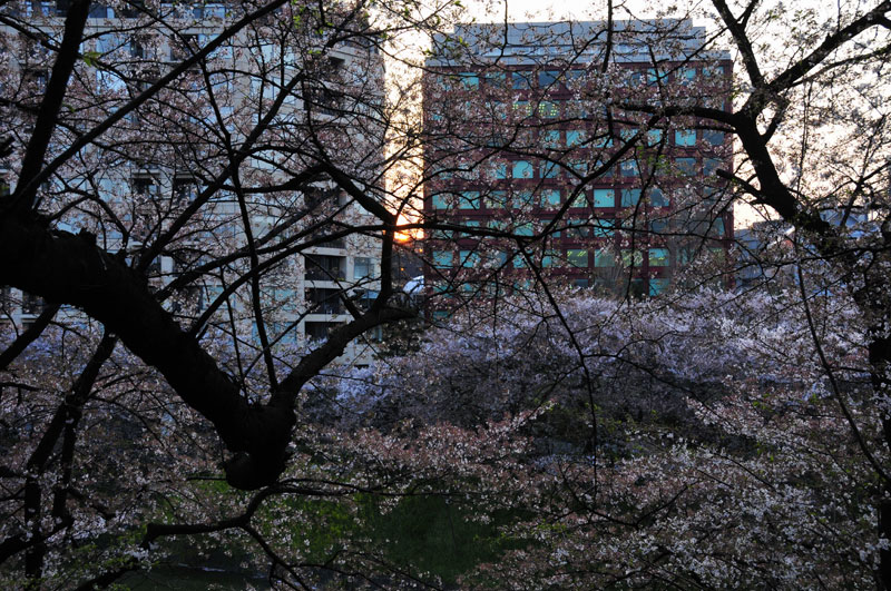 桜と水、ボート、夕陽、人々、アデュー2008千鳥ヶ淵の桜✿ฺ´☆`✿ฺ_a0031363_2454578.jpg