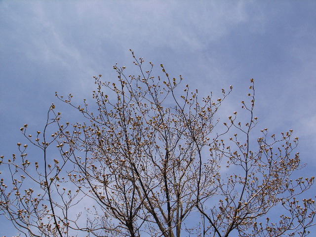 青空に浮かぶ青葉　（埼玉県　神川町）_c0153764_1844561.jpg