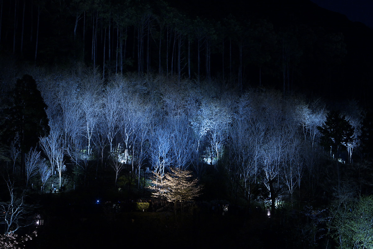 京都　清水寺　夜桜  1_f0021869_20564514.jpg