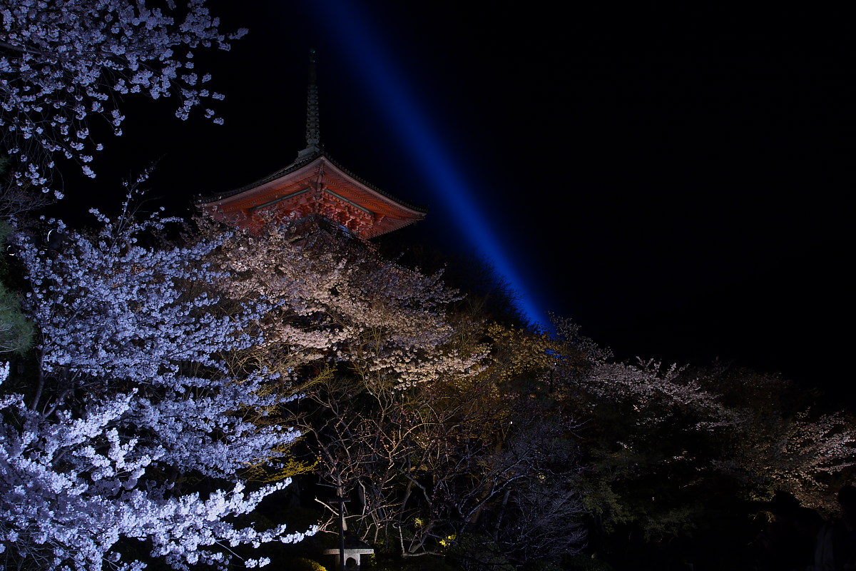 京都　清水寺　夜桜  1_f0021869_20582969.jpg