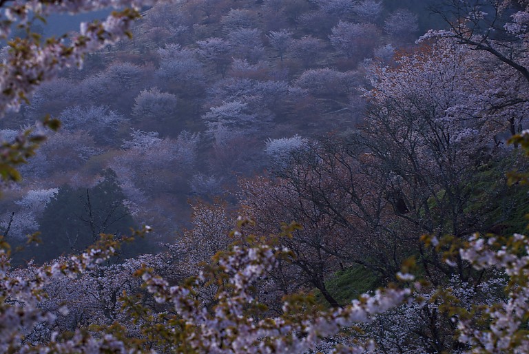 朝桜の吉野--　１　--　　20080414_a0050572_17461762.jpg