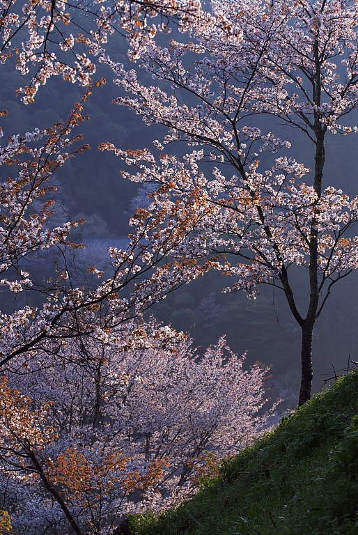 朝桜の吉野--　１　--　　20080414_a0050572_17482157.jpg