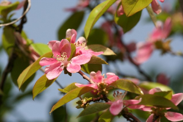 花梨の花_e0086880_14325721.jpg