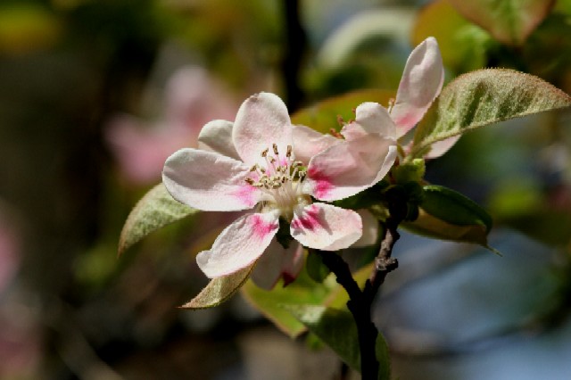 花梨の花_e0086880_14331612.jpg