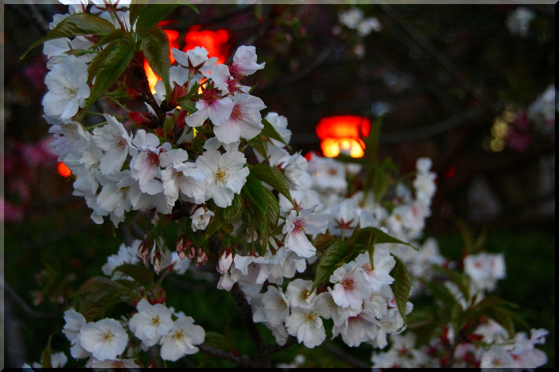 桜の通り抜け_e0024081_10155496.jpg