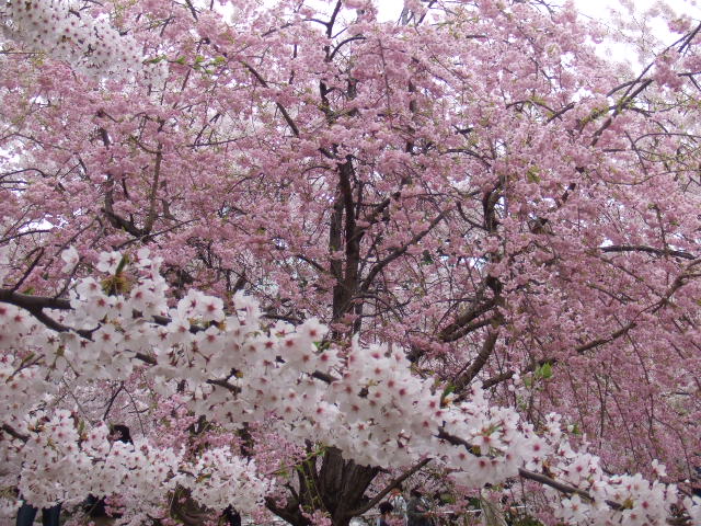 b0125384_22523917.jpg
