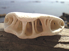 c0048685_15523350.jpg