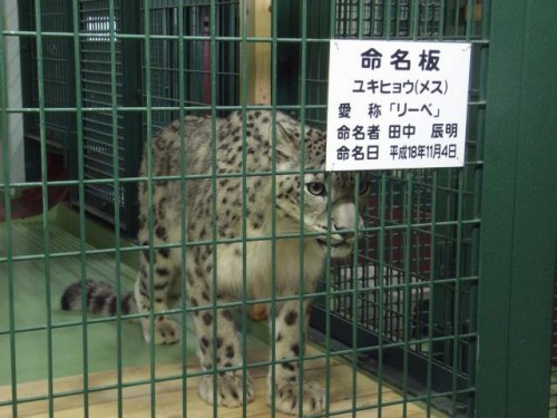 円山動物園_e0130986_1453582.jpg