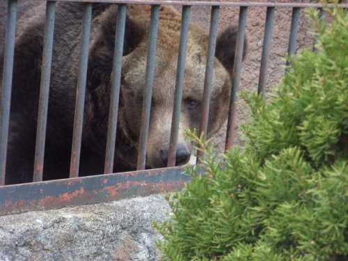 円山動物園_e0130986_14535876.jpg