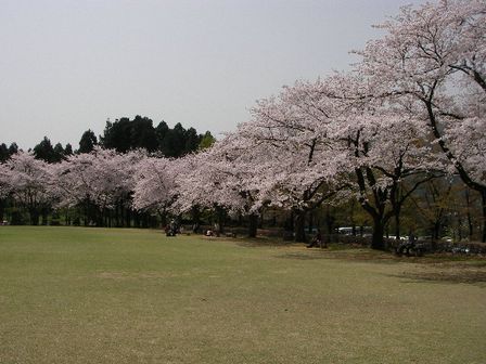 桜_b0091187_2115392.jpg