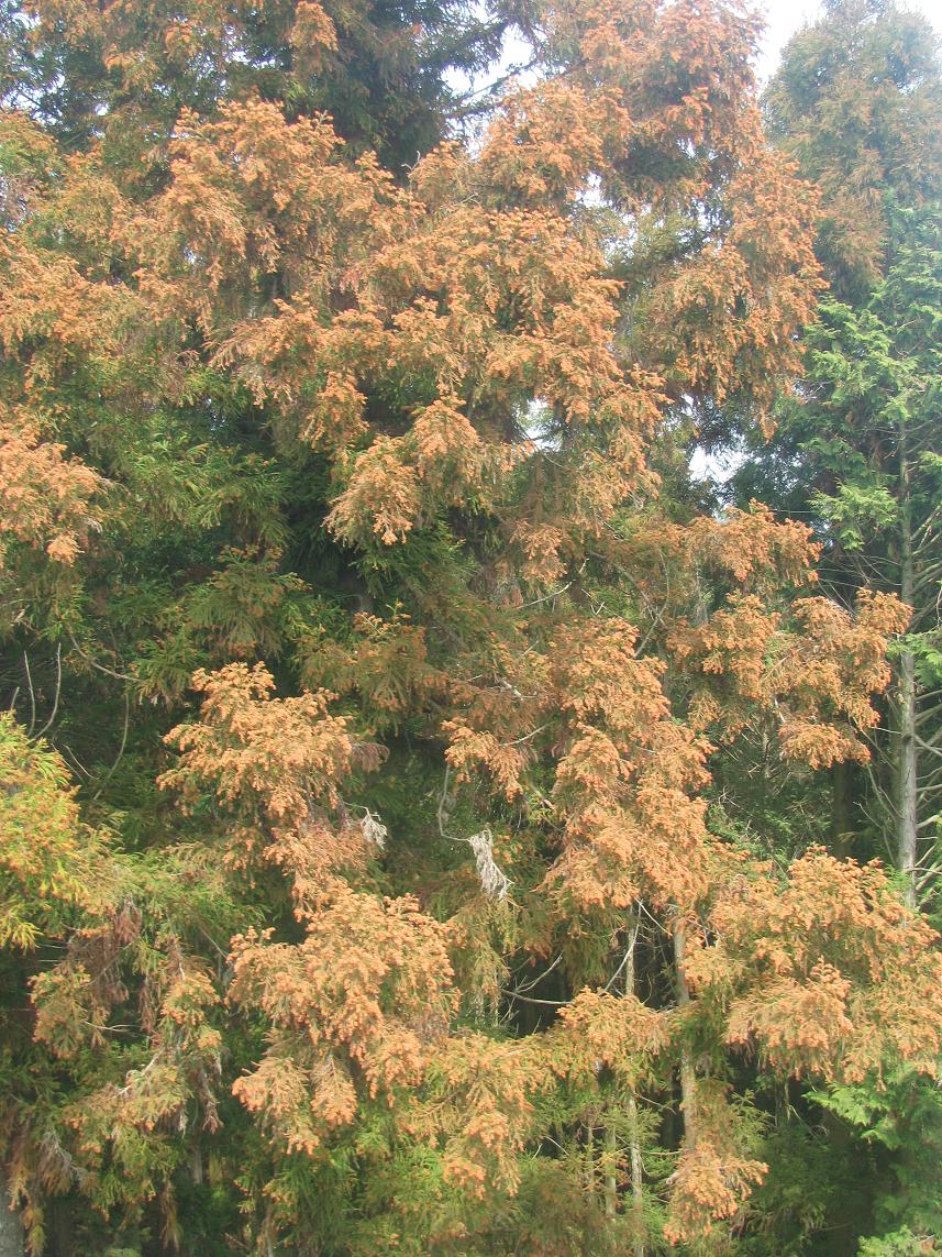 花粉症と森林再生_e0147092_903697.jpg