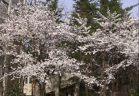 山形大学医学部構内の桜は８分咲き_c0151898_1753769.jpg