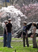 セントラルパークの並木道 ザ・モール(新芽編)_b0007805_17234936.jpg