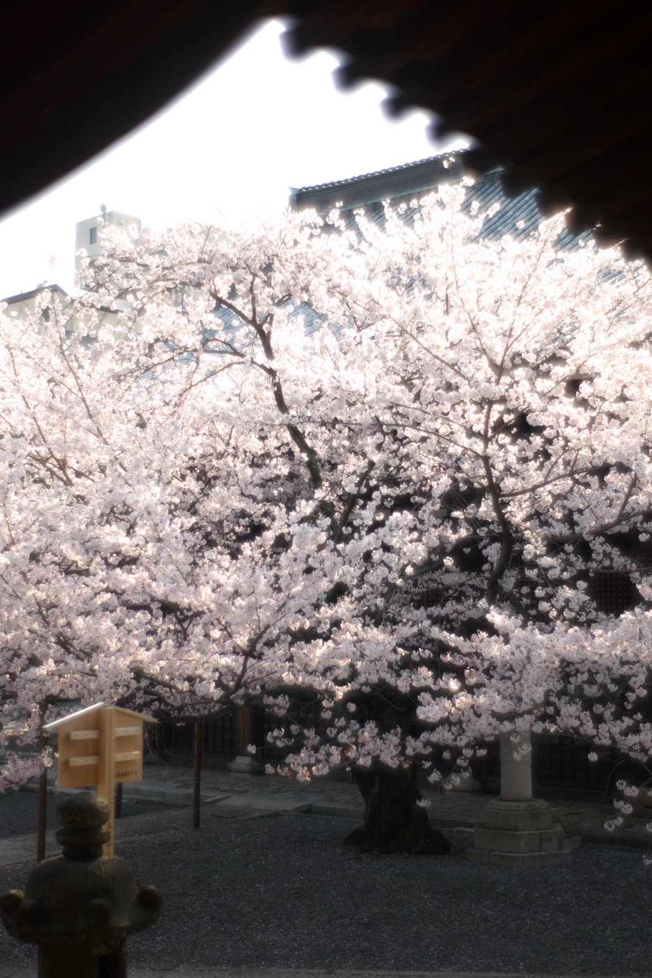 京都，桜，M8 & DP1　(4) ..._f0071708_23574325.jpg