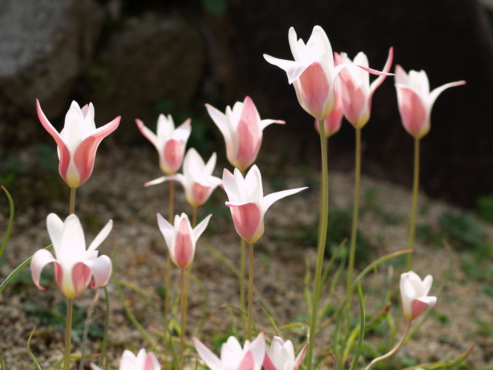 チューリップと水仙の原種 ゆきだより 日々つれづれ