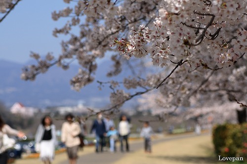 前橋公園_c0136926_1574689.jpg