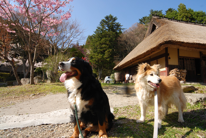 峠の茶屋_f0139642_0454268.jpg