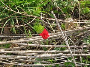 c0141844_254294.jpg