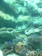 f0063944_11353014.gif