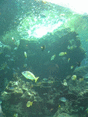 f0063944_11355499.gif