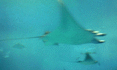 f0063944_1136138.gif