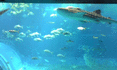 f0063944_1136346.gif