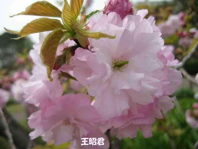 【フラワーセンターの八重桜図鑑】_b0009849_22104797.jpg